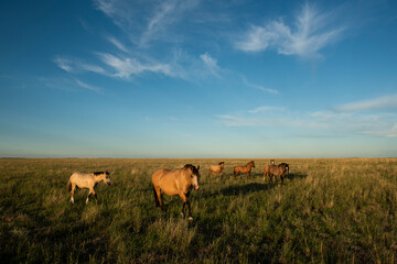 Horses in the Argentine coutryside, La Pampa province, Patagonia,  Argentina.