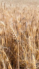 spikelet's of wheat wheat field