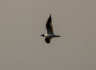 A Black-headed Gull (Chroicocephalus ridibundus) flying above Lakeford Lakes in Suffolk, UK