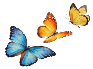 Fototapeta premium Colorful butterflies in flight, showcasing vibrant blue and orange hues, evoke sense of beauty and freedom