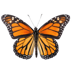 Fototapeta premium vibrant butterfly with striking orange and black wings, showcasing intricate patterns and delicate features, symbolizes beauty and transformation