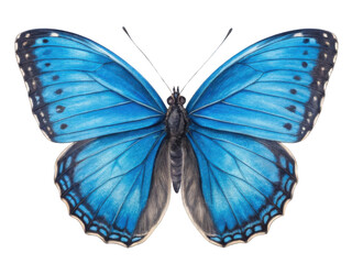 Fototapeta premium vibrant blue butterfly with intricate wing patterns, showcasing its beauty and elegance in nature