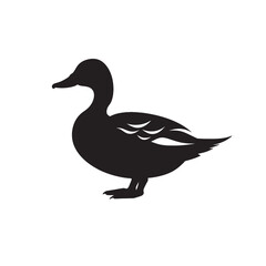 Isolated mallard duck, a wild waterfowl with brown feathers, standing on white