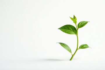 Fototapeta premium Single sprout, thin stem, bright foliage against pure white , fresh, botanical
