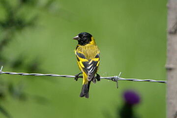 Hooded siskin (Spinus magellanicus) on a barbed wire fence in Cotacachi, Ecuador