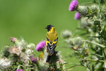 Hooded siskin (Spinus magellanicus) on a Scotch thistle flower in Cotacachi, Ecuador