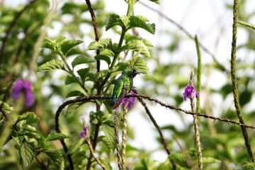 Western emerald (Chlorostilbon melanorhynchus) hummingbird perched in a porterweed bush in a garden in Cotacachi, Ecuador