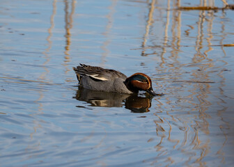 A Teal Duck (Anas crecca) at Lackford Lakes in Suffolk, UK