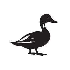 Isolated white duck vector, wild waterfowl feather