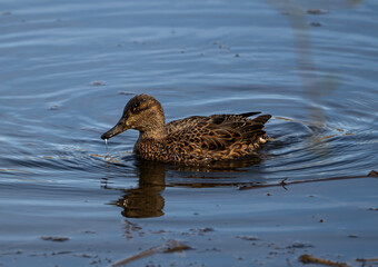 A Mallard Duck (Anas platyrhynchos) on Lackford Lakes in Suffolk, UK