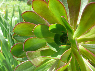 Natura