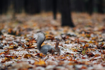 A red squirrel in the autumn forest in its natural habitat. A close-up portrait of a squirrel. The forest is full of muted colors on the eve of winter.
