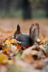 A red squirrel in the autumn forest in its natural habitat. A close-up portrait of a squirrel. The forest is full of muted colors on the eve of winter.