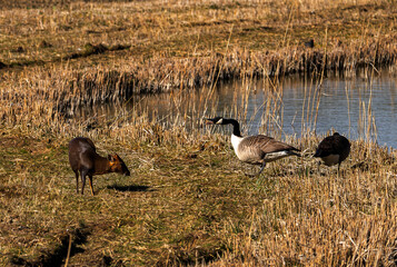 A pair of Canada Geese (Branta canadensis) confronting a Reeves Muntjac (Muntiacus reevesi) at Lackford Lakes, Suffolk, UK
