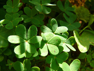 Natura