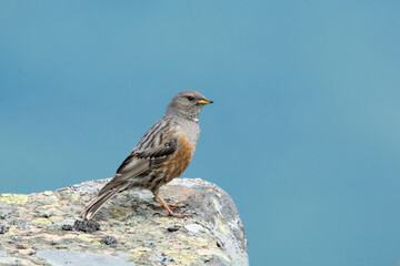 Alpine accentor (Prunella collaris) in its mountain habitat. Bird sitting on a stone against blue sky