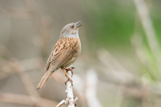 Dunnock (Prunella modularis) singing in its natural habitat