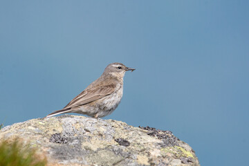 Water pipit (Anthus spinoletta) breeding adult singing in its mountain habitat. Bird sitting on a stone against blue sky