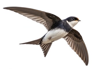A wild black-winged bird, among blue sky, displays its dark feathers