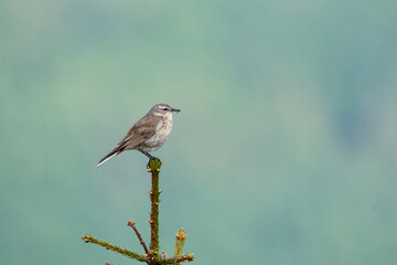 Water pipit (Anthus spinoletta) breeding adult in its mountain habitat