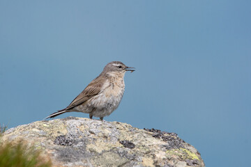 Water pipit (Anthus spinoletta) breeding adult singing in its mountain habitat. Bird sitting on a stone against blue sky