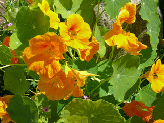 Natura