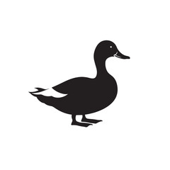 Obraz premium A female mallard duck standing isolated on a white background