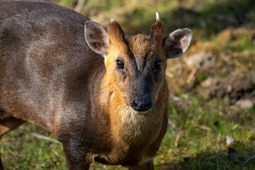 A lone Reeve's Muntjac (Muntiacus reevesi) at Lakeford Lakes in Suffolk, UK