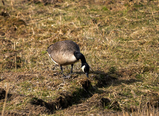Adult Canada Goose (Branta canadensis) at Lakeford Lakes in Suffolk, UK