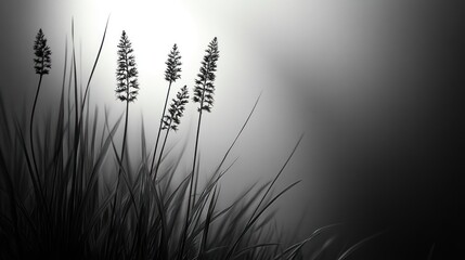 Obraz premium Monochrome close-up of tall grass in soft light.