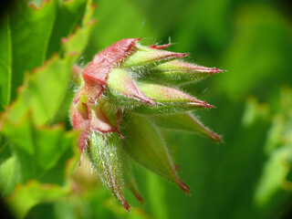 Natura