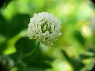 Natura