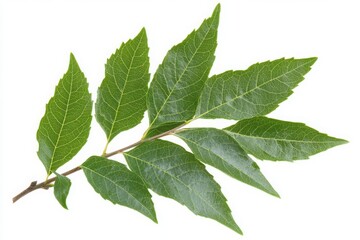 Fototapeta premium Fresh green leaves on a branch