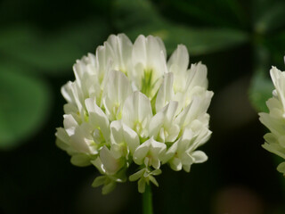 Natura