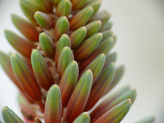 Natura
