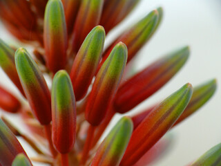 Natura