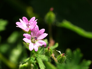 Natura