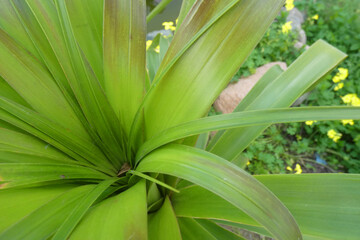 Natura