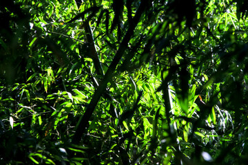 green bamboo forest