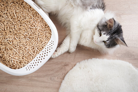 A cat rests near a litter box filled with wood pellets, appearing content and relaxed. The setup highlights the cleanliness and comfort of the environment.