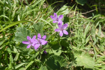 Natura