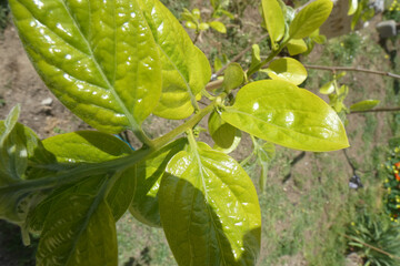 Natura