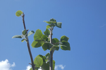 Natura