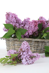 Stillleben mit Bl&uuml;ten vom Flieder