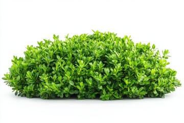 Obraz premium Green Bush Isolated on White Background