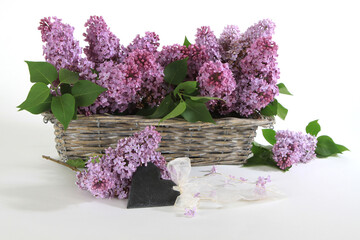 Stillleben mit Bl&uuml;ten vom Flieder