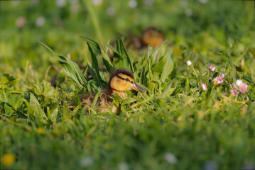 Mallard duckling on the surface of a pond in the morning light