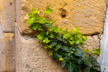 Green ivy growing on a weathered stone wall in a historic setting during daylight hours