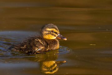 Mallard duckling on the surface of a pond in the morning light
