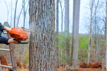 Worker uses chainsaw to cut down tree in forested area, surrounded by bare trees